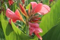 Pink Canna Flowers