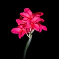 Pink Canna flowers Royalty Free Stock Photo