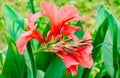 Canna lily flower, Nice flower plant
