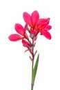 Pink canna lily flowers on white background. Clipping path Royalty Free Stock Photo