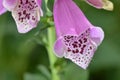 Pink Canterbury bells