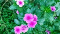 Pink cape periwinkle plant flowers