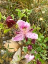 Pink caper flowers (Capparis spinosa - seeker\'s rose) Royalty Free Stock Photo