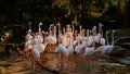 Pink Caribbean flamingos flock in open Zoo Park