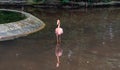 A Pink Caribbean flamingos in a pond in Jurong Bird Park Singapore