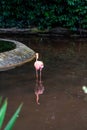 A Pink Caribbean flamingos in a pond in Jurong Bird Park Singapore