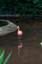 A Pink Caribbean flamingos in a pond in Jurong Bird Park Singapore