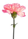 Pink carnation Royalty Free Stock Photo