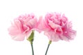 Pink carnation