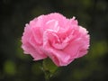 Pink carnation Royalty Free Stock Photo