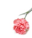 Pink carnation Royalty Free Stock Photo