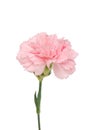 A pink carnation bloom Royalty Free Stock Photo