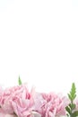 Pink carnation border Royalty Free Stock Photo