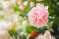 Pink carnation Royalty Free Stock Photo