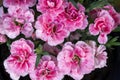 Pink carnation / clove pink flowers Dianthus caryophyllus