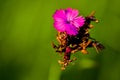 Pink carnation Dianthus carthusianorum flowers. Close up Royalty Free Stock Photo