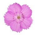 Pink carnation Dianthus carthusianorum flowers Royalty Free Stock Photo