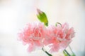 Pink carnation in drops after rain Royalty Free Stock Photo