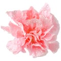 Pink carnation in drops after rain isolated Royalty Free Stock Photo