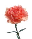 Pink carnation flower Royalty Free Stock Photo