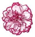 Pink carnation flower Royalty Free Stock Photo