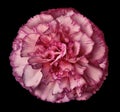 Pink carnation flower on the black isolated background with clipping path. Closeup. For design. Royalty Free Stock Photo