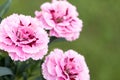 Pink carnation flower in bloom on green background Royalty Free Stock Photo