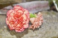 Pink carnation flower