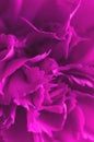 Pink carnation flower close-up. Macro, soft focus,out of focus. Abstract floral background.Vertical photo Royalty Free Stock Photo