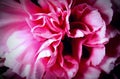 Pink Carnation Flower CloseUp, High Color Contrast Royalty Free Stock Photo