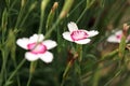 Pink Carnation Flower, Dianthus Caryophyllus,