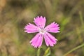 Pink carnation flower Dianthus deltoides maiden pink. Wild flowering plant