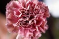 Pink carnation flower in full bloom. Macro photography. The concept of aesthetics and beauty