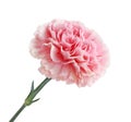 Pink Carnation Flower Royalty Free Stock Photo