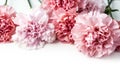 Pink carnation flower Royalty Free Stock Photo