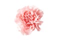 Pink carnation flower isolated on white background top view. Royalty Free Stock Photo