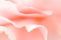 Pink carnation macro detail - romantic abstraction