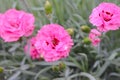 Pink carnation flower, in nature, dewdrop