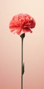 Minimalist Mobile Wallpaper: Elegant Carnation On Peach Background