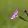 Pink carnation flowers on a blurred green background. Royalty Free Stock Photo