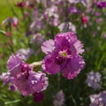 Pink carnation flowers on a blurred green background. Royalty Free Stock Photo