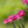 Pink carnation flowers on a blurred green background. Royalty Free Stock Photo