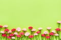 Pink carnation flowers border on green background. Mother`s day, Valentines Day, Birthday celebration concept. Copy space, top