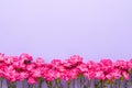 Pink carnation flowers border on a lilac very peri background. Top view, copy space Royalty Free Stock Photo