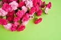 Pink carnation flowers bouquet on green background. Mother`s day, Valentines Day, Birthday celebration concept. Greeting card.