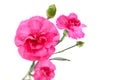 Pink Carnation flowers Royalty Free Stock Photo