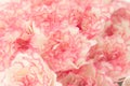 Pink Carnation Flowers Bouquet. soft filter.