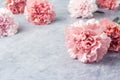 Pink carnation flowers on cement floor Royalty Free Stock Photo