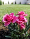 Pink carnation flowers Royalty Free Stock Photo