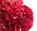 Pink carnation flowers Dianthus caryophyllus